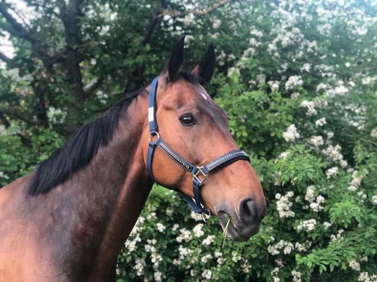 KWPN Gelding 14 years 16,2 hh Brown in Walldorf