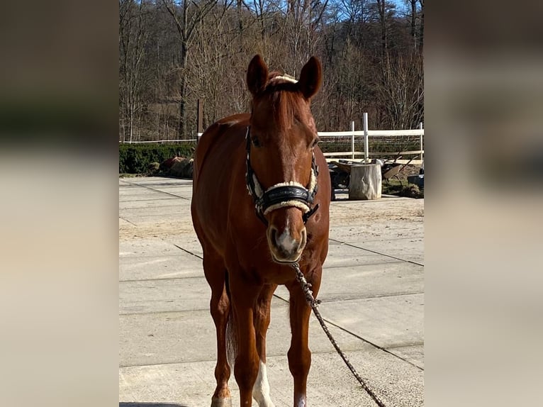 KWPN Gelding 14 years 16.2 hh Chestnut-Red in Alzenau in Unterfranken