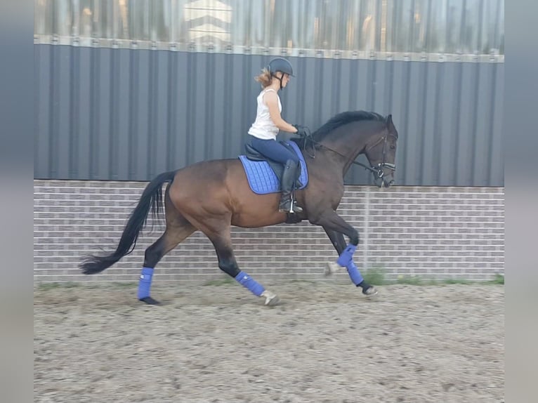 KWPN Gelding 14 years 16,3 hh Brown in Venray