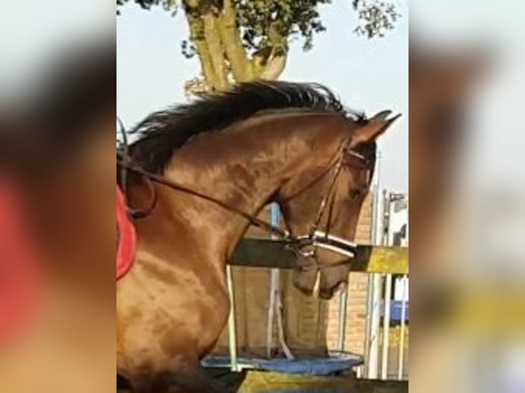 KWPN Gelding 14 years 16,3 hh Brown in Venray