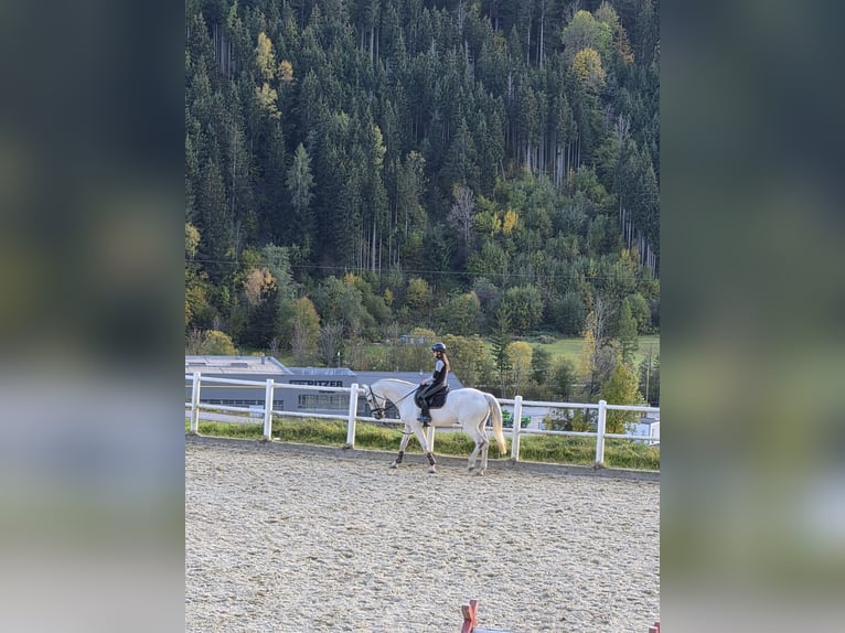 KWPN Gelding 14 years 16.3 hh Grey-Fleabitten in Schladming