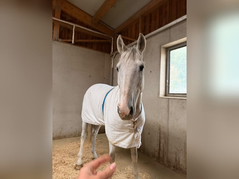 KWPN Gelding 14 years 16.3 hh Grey-Fleabitten in Schladming