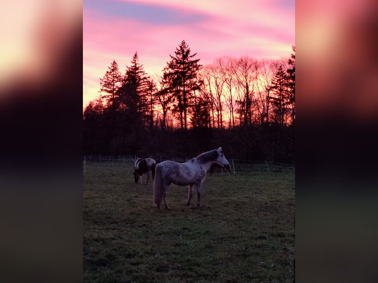 KWPN Mix Gelding 14 years 16 hh Grey-Dapple in Hügelsheim