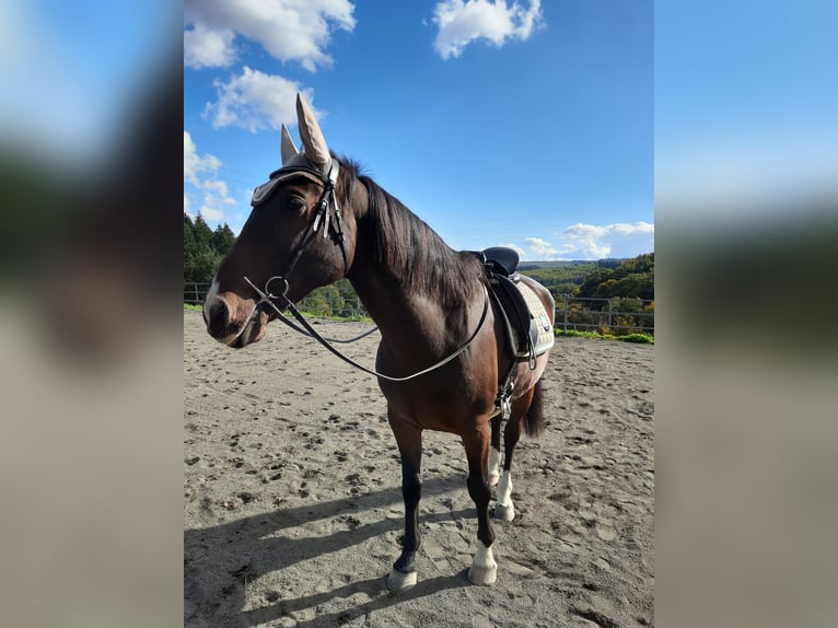 KWPN Gelding 14 years 16,1 hh Bay-Dark in Boppard