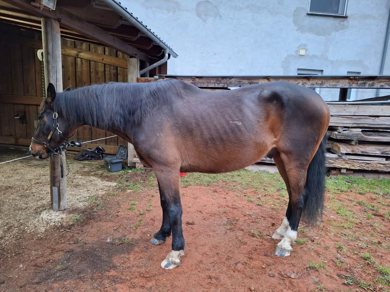 KWPN Gelding 14 years 16,1 hh Bay-Dark in Boppard