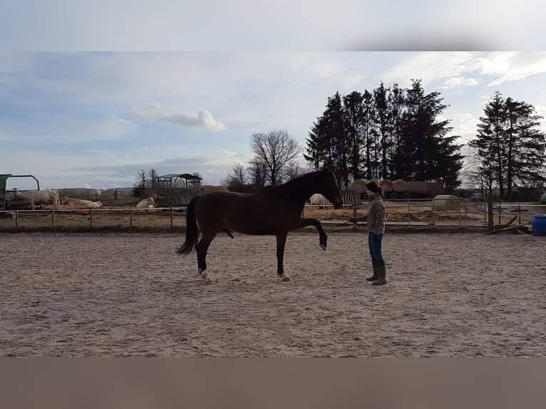 KWPN Gelding 14 years 16,1 hh Bay-Dark in Boppard