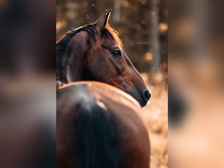 KWPN Gelding 14 years 16,1 hh Bay-Dark in Boppard