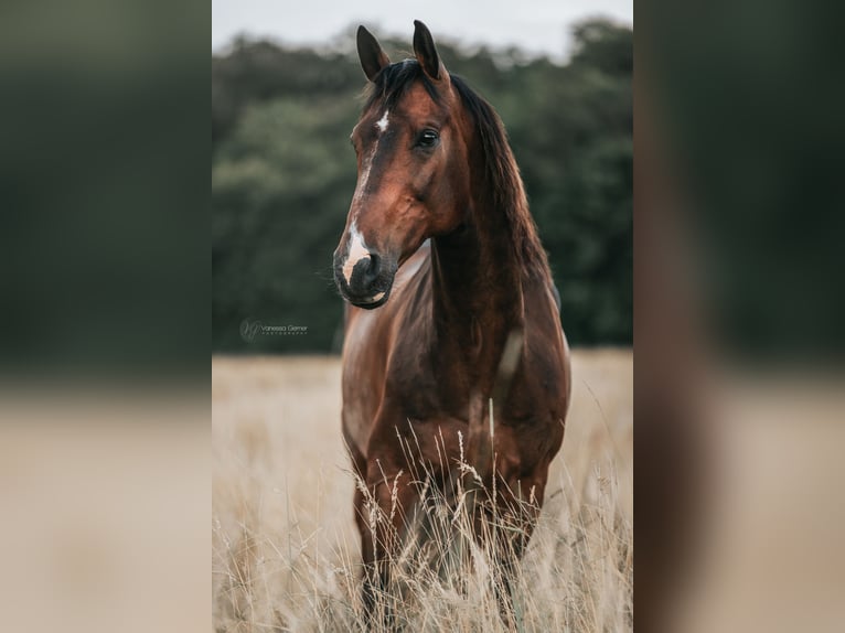 KWPN Gelding 14 years 16,1 hh Bay-Dark in Boppard