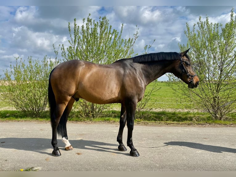 KWPN Gelding 14 years 16,1 hh Bay in Prague