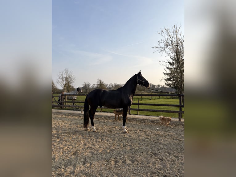 KWPN Gelding 14 years 16,1 hh Black in Maastricht