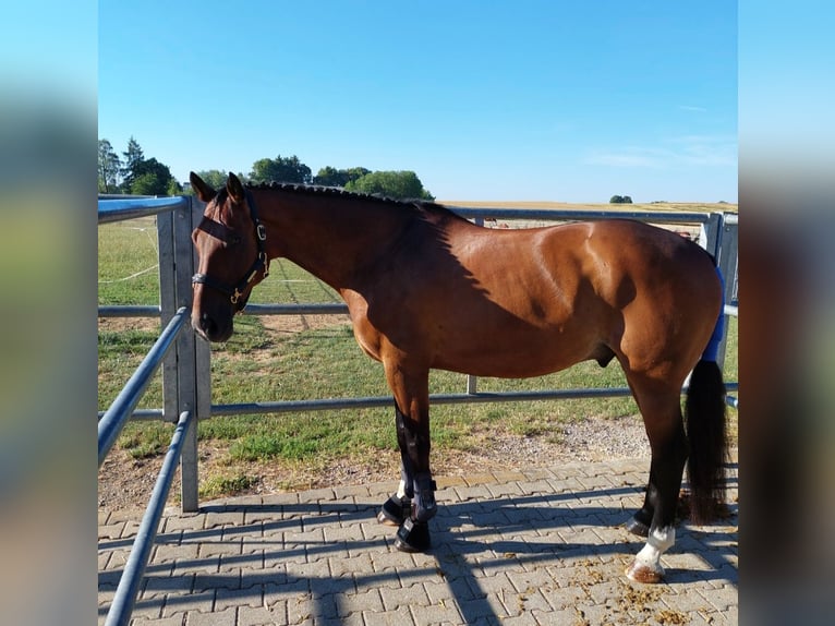 KWPN Gelding 14 years 16,1 hh Brown in Deißlingen