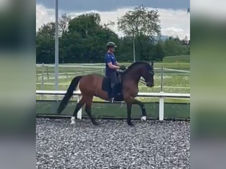 KWPN Gelding 14 years 16,1 hh Brown in Deißlingen