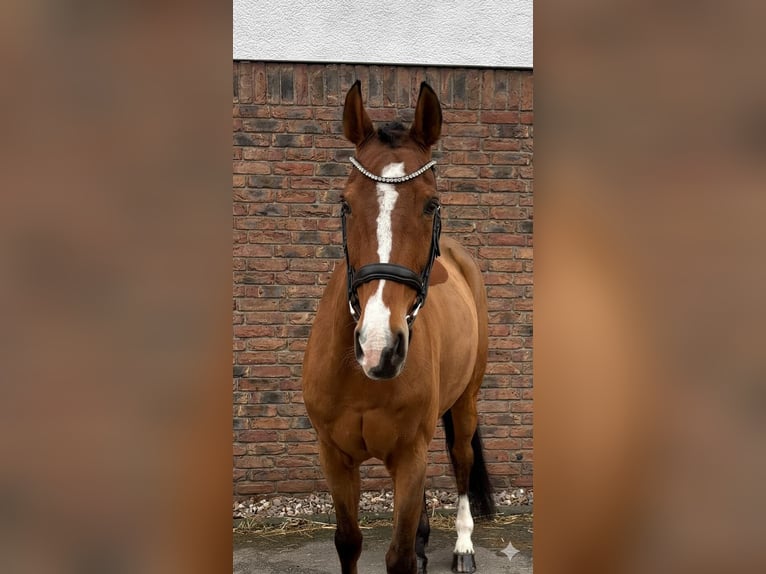 KWPN Gelding 14 years 16,1 hh Brown in Niederkassel