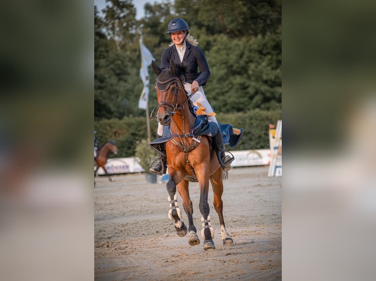 KWPN Gelding 14 years 16,1 hh Brown in Kevelaer