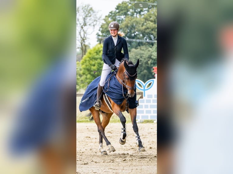 KWPN Gelding 14 years 16,1 hh Brown in Kevelaer