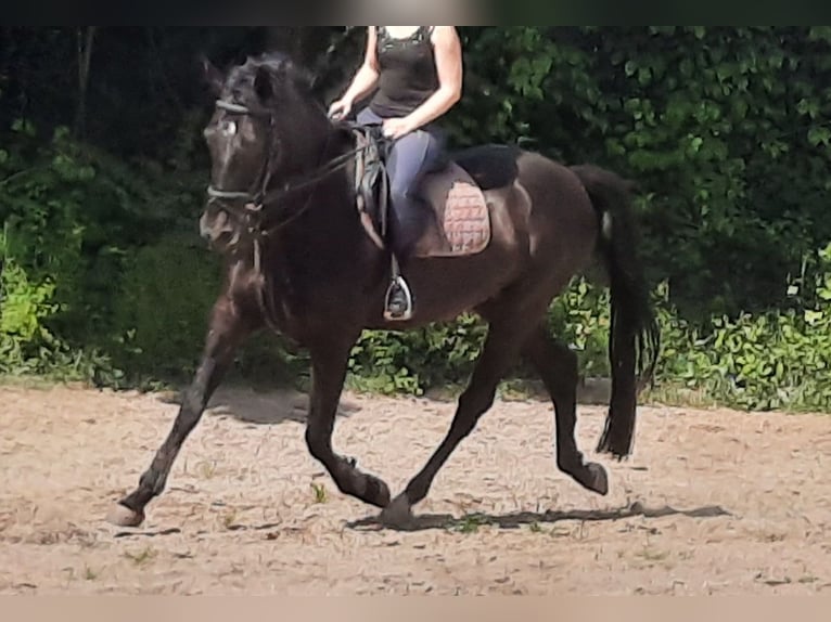 KWPN Gelding 14 years 16,1 hh Smoky-Black in Pemfling