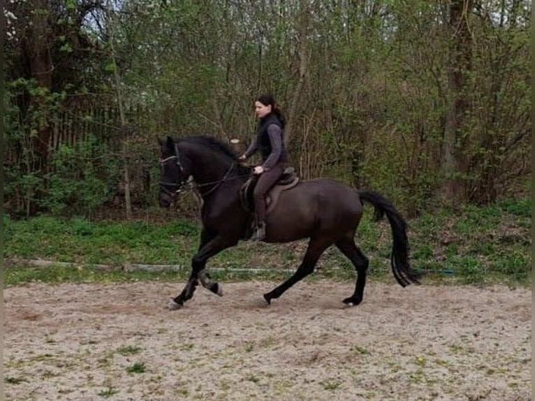 KWPN Gelding 14 years 16,1 hh Smoky-Black in Pemfling