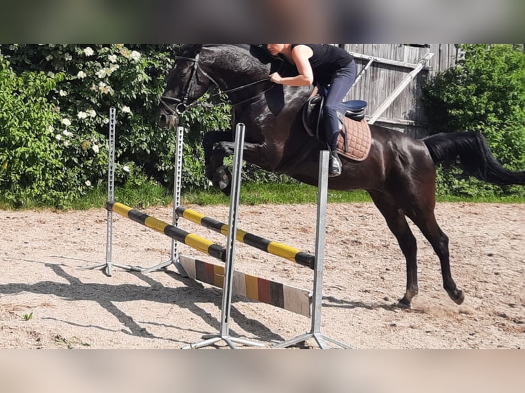 KWPN Gelding 14 years 16,1 hh Smoky-Black in Pemfling