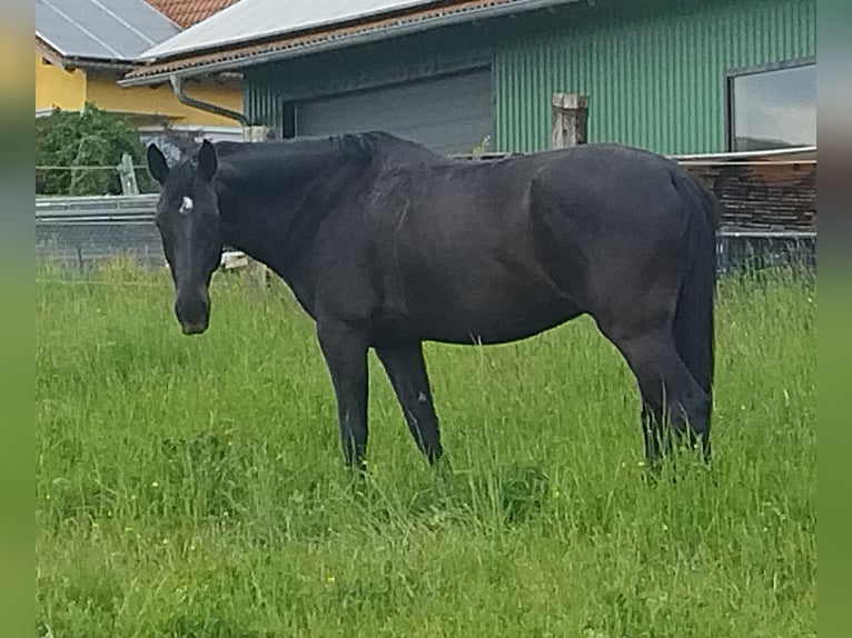 KWPN Gelding 14 years 16,1 hh Smoky-Black in Pemfling