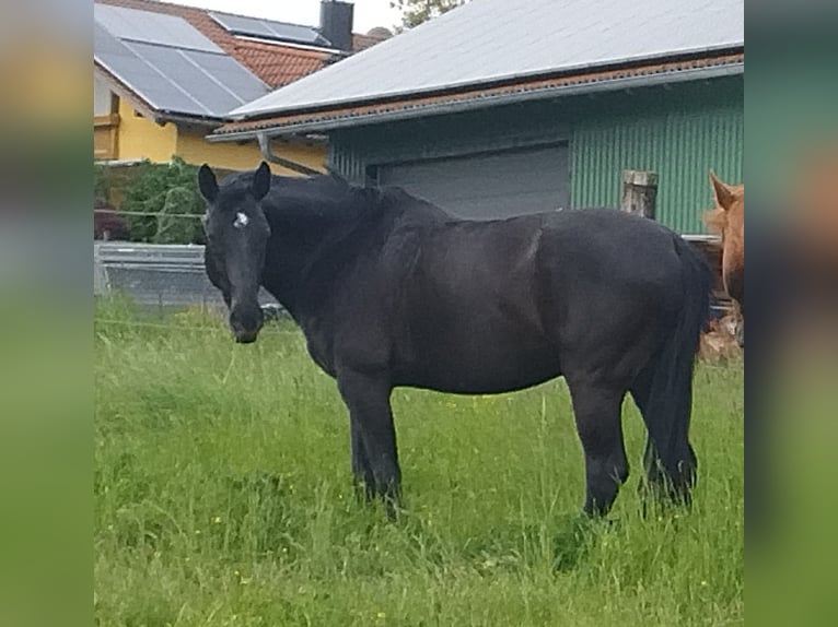 KWPN Gelding 14 years 16,1 hh Smoky-Black in Pemfling