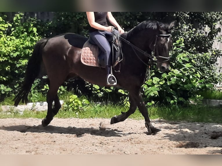 KWPN Gelding 14 years 16,1 hh Smoky-Black in Pemfling