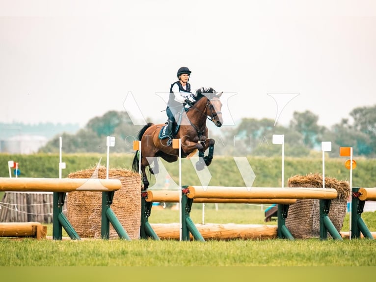 KWPN Gelding 14 years 16,2 hh Bay in Ajka