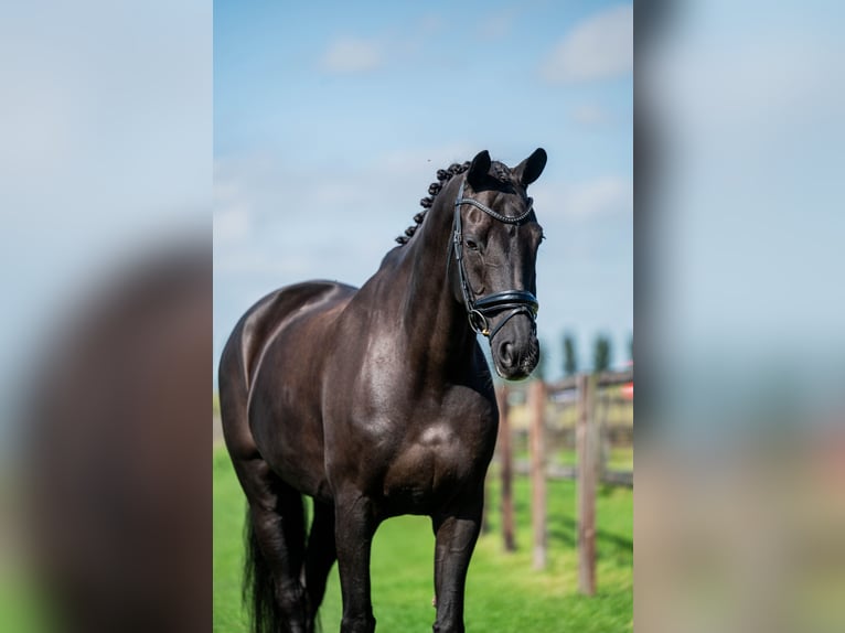 KWPN Gelding 14 years 16,2 hh Black in Alkmaar