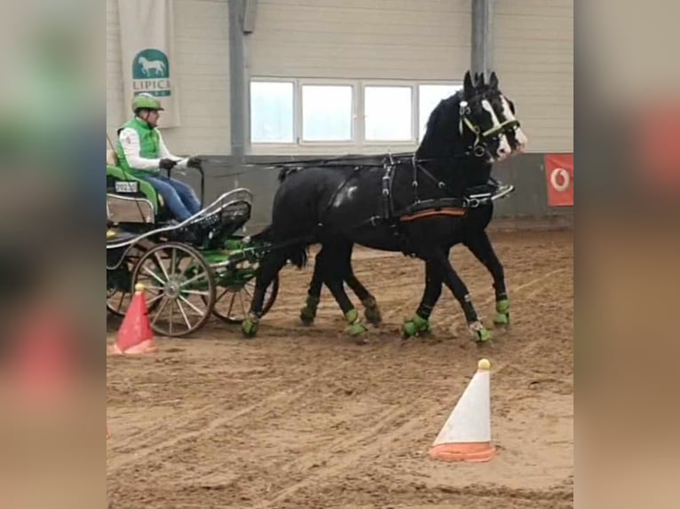KWPN Gelding 14 years 16,2 hh Black in Gyula