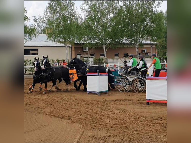 KWPN Gelding 14 years 16,2 hh Black in Gyula