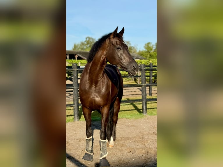 KWPN Gelding 14 years 16,2 hh Black in Alkmaar