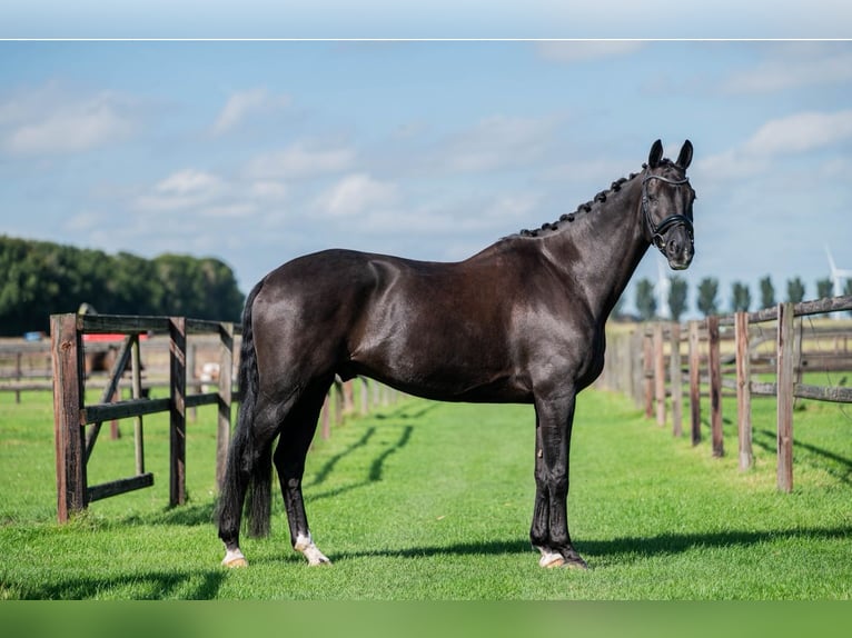 KWPN Gelding 14 years 16,2 hh Black in Alkmaar