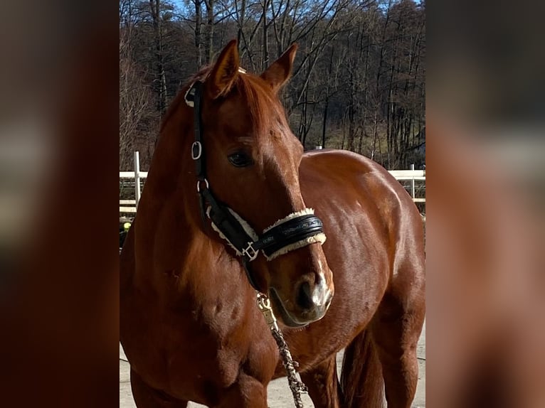 KWPN Gelding 14 years 16,2 hh Chestnut-Red in Alzenau in Unterfranken