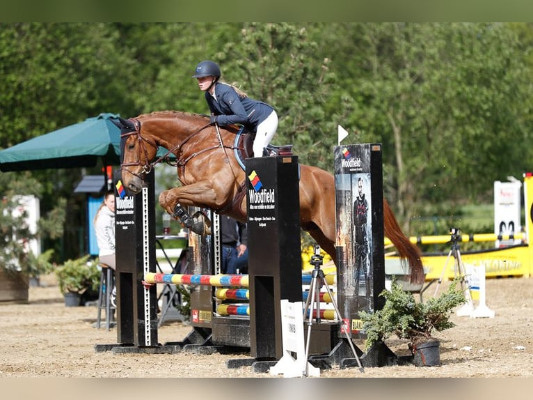 KWPN Gelding 14 years 16,2 hh Chestnut-Red in Holthees