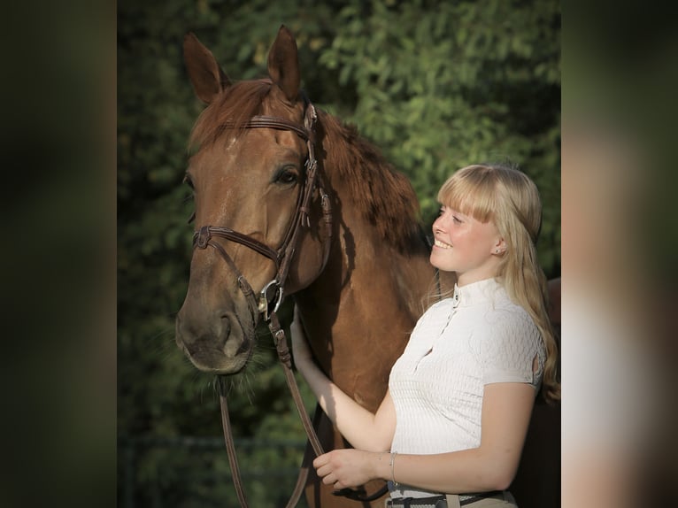 KWPN Gelding 14 years 16,2 hh Chestnut-Red in Holthees