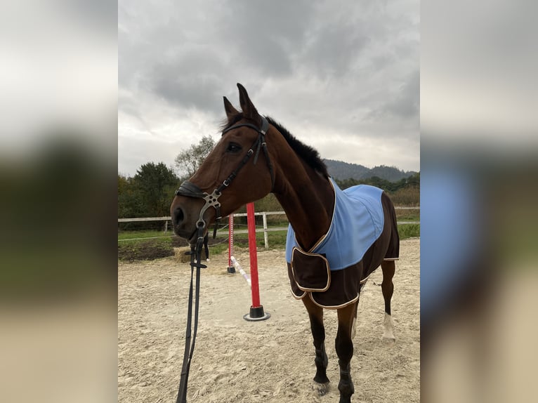 KWPN Gelding 14 years 17,2 hh Bay in Dravograd