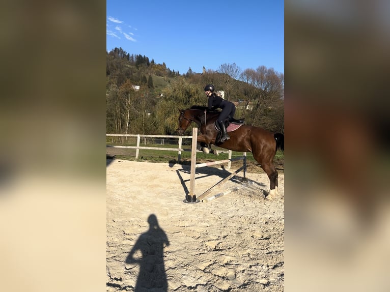 KWPN Gelding 14 years 17,2 hh Bay in Dravograd