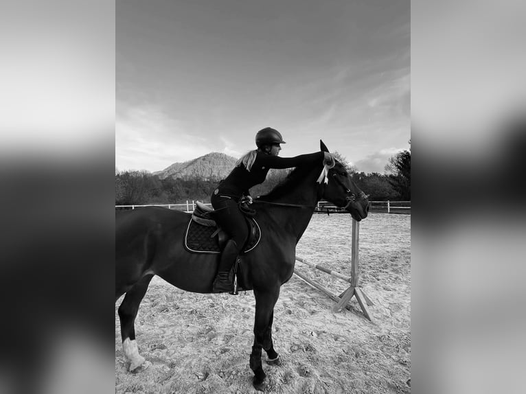 KWPN Gelding 14 years 17,2 hh Bay in Dravograd