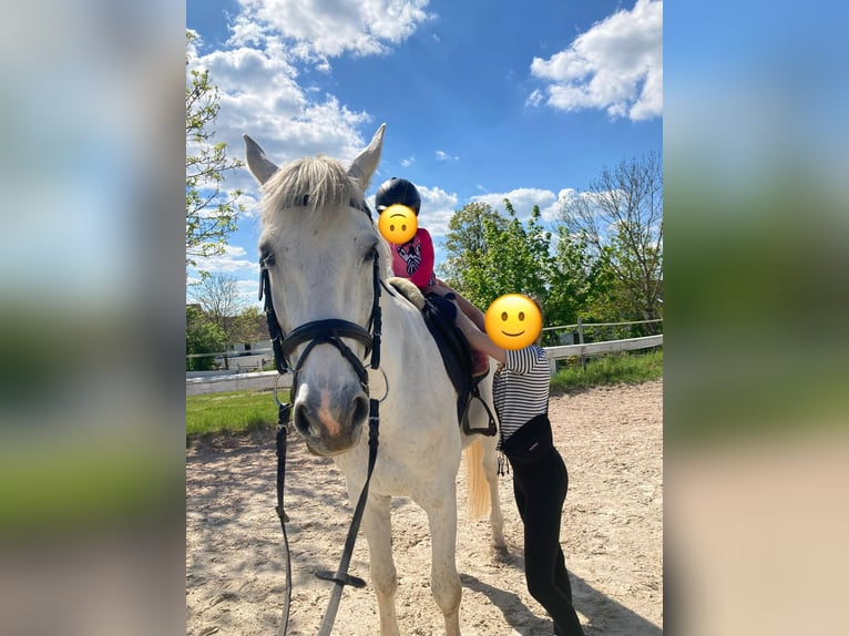 KWPN Gelding 14 years 17,2 hh Gray in Bayreuth