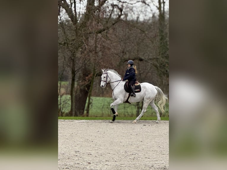 KWPN Gelding 14 years 17.2 hh Grey in Bonheiden