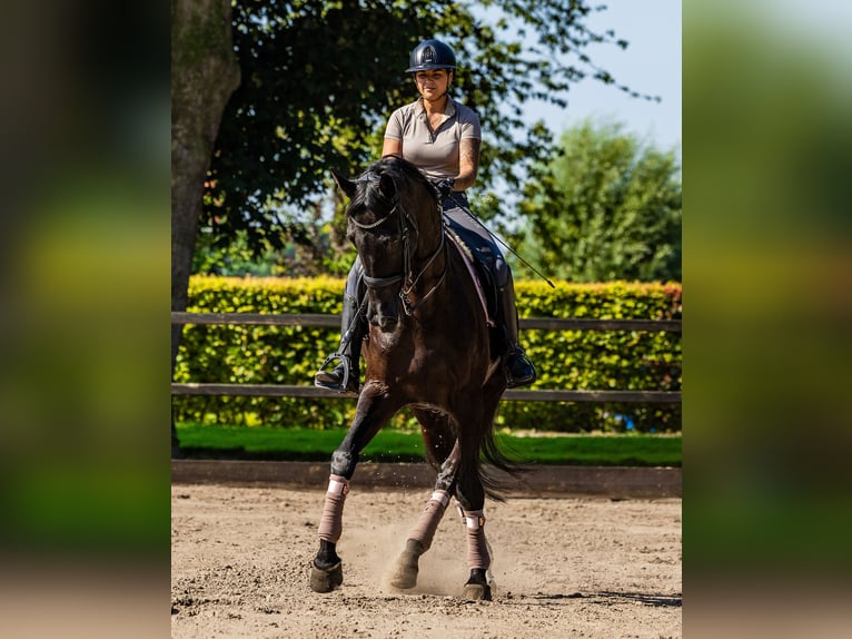 KWPN Gelding 14 years 17,3 hh Black in Biddinghuizen