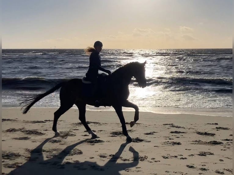 KWPN Gelding 14 years 17 hh Bay-Dark in Roden