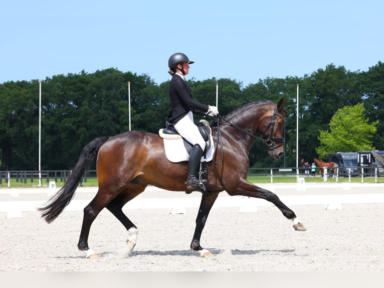 KWPN Gelding 14 years 17 hh Bay-Dark in Roden