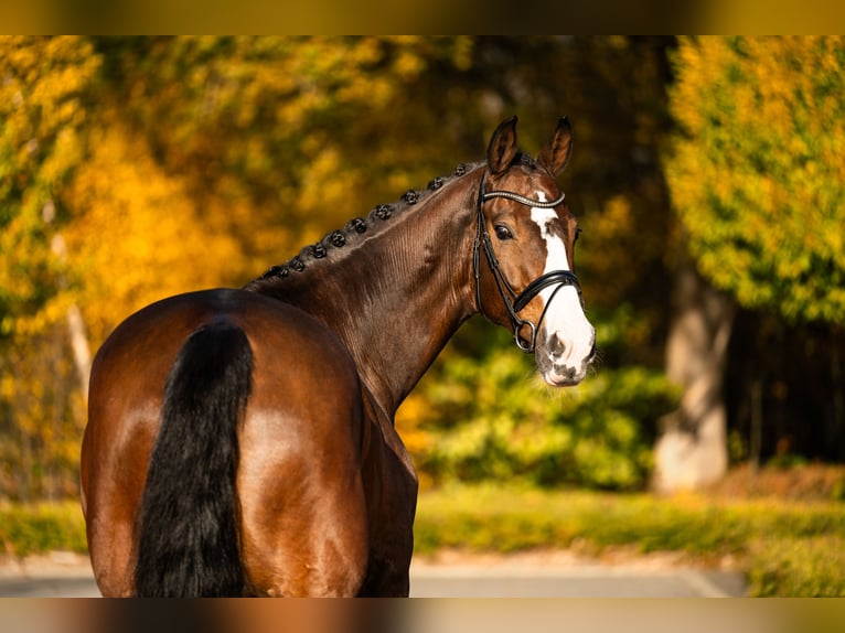 KWPN Gelding 14 years 17 hh Bay in Mol