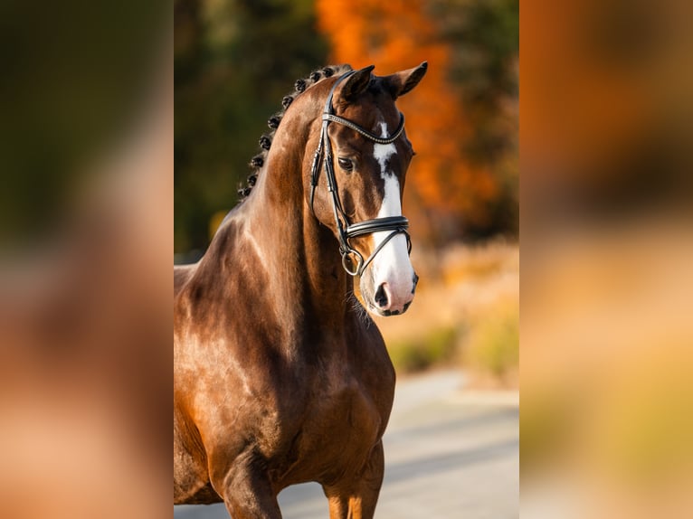 KWPN Gelding 14 years 17 hh Bay in Mol