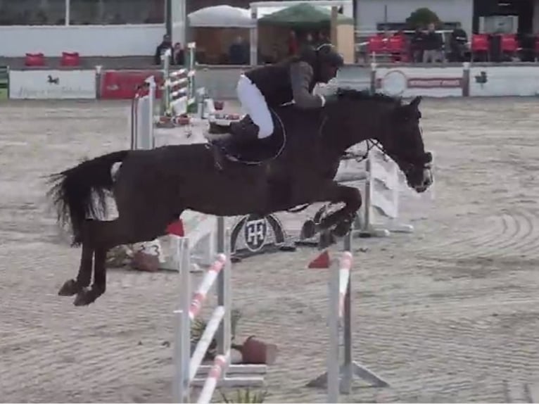 KWPN Gelding 14 years 17 hh Black in Poligono Industrial Aimayr