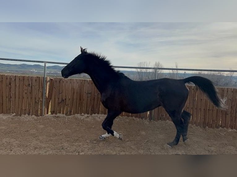 KWPN Gelding 14 years 17 hh Black in Poligono Industrial Aimayr