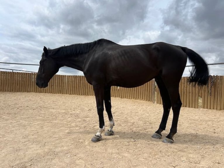 KWPN Gelding 14 years 17 hh Black in Poligono Industrial Aimayr