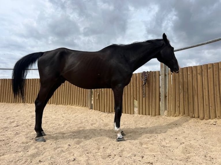 KWPN Gelding 14 years 17 hh Black in Poligono Industrial Aimayr