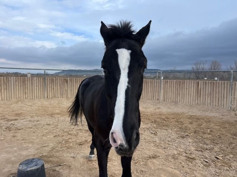 KWPN Gelding 14 years 17 hh Black in Poligono Industrial Aimayr