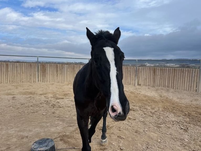 KWPN Gelding 14 years 17 hh Black in Poligono Industrial Aimayr